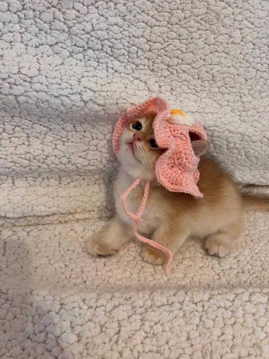 Fetiță delicată british shorthair golden chinchilla! Pedigree WCF. Felisă autorizată