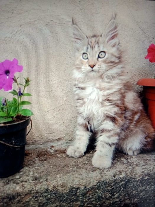 Кошечка Мейн Кун