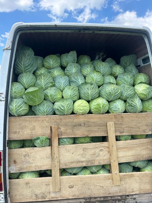 Varză de vânzare pentru tot sezonul