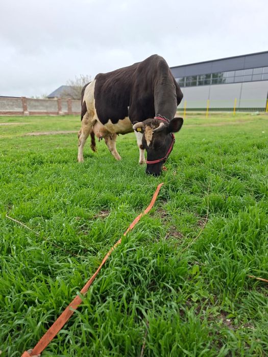 ылады буаз Голштин сиыр