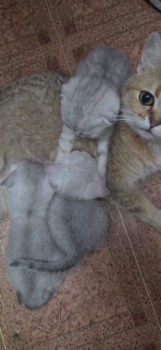 Продам котят породистые