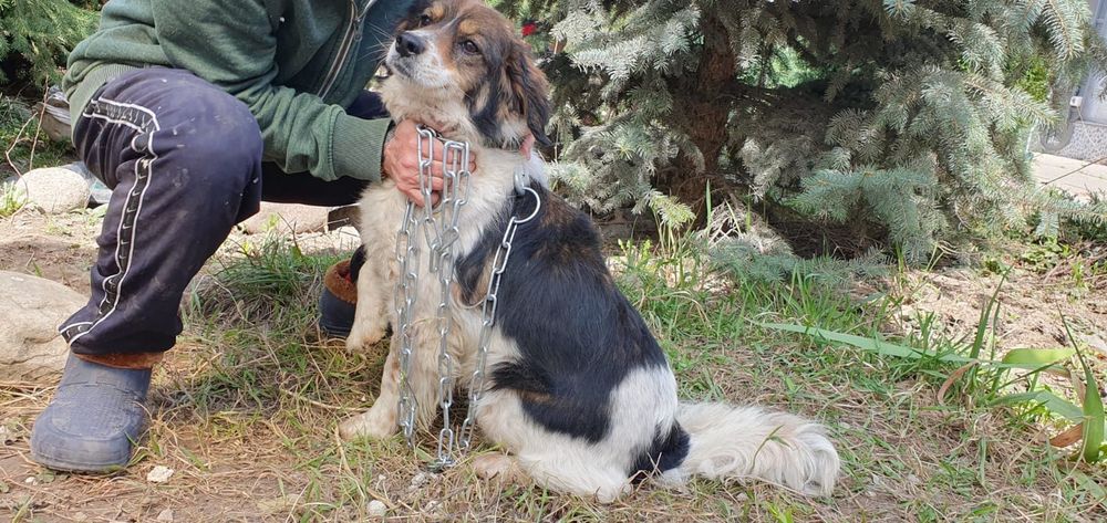 Ждём любящих хозяев для собачек