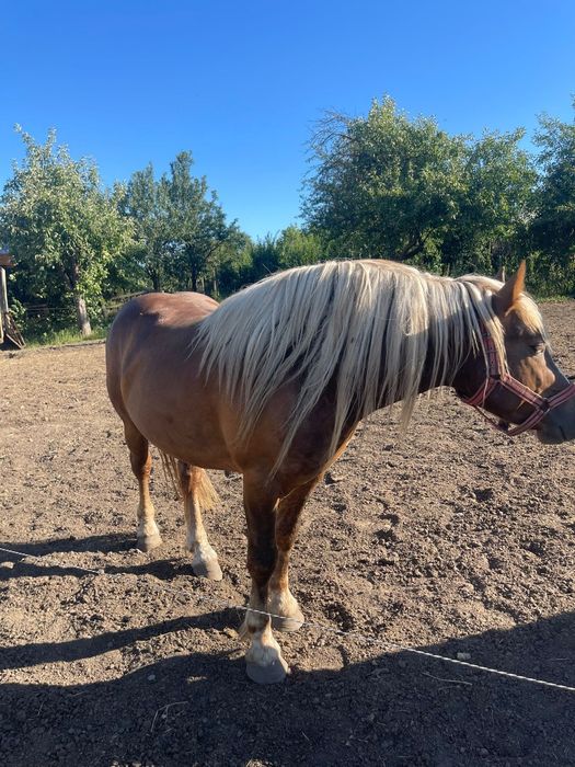 Cai de vanzare varsta 2 ani