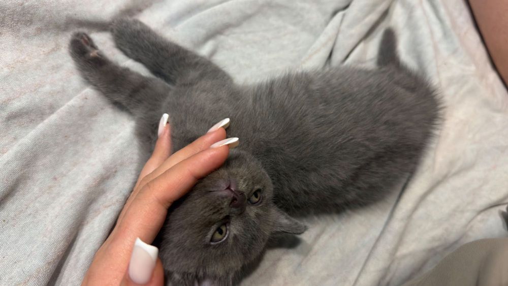 Маленькие котята