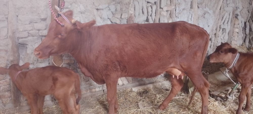 Srochniyga ona bola sigir sotiladi kafolati bilan