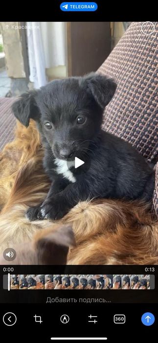 Отдам щенков в хорошие руки