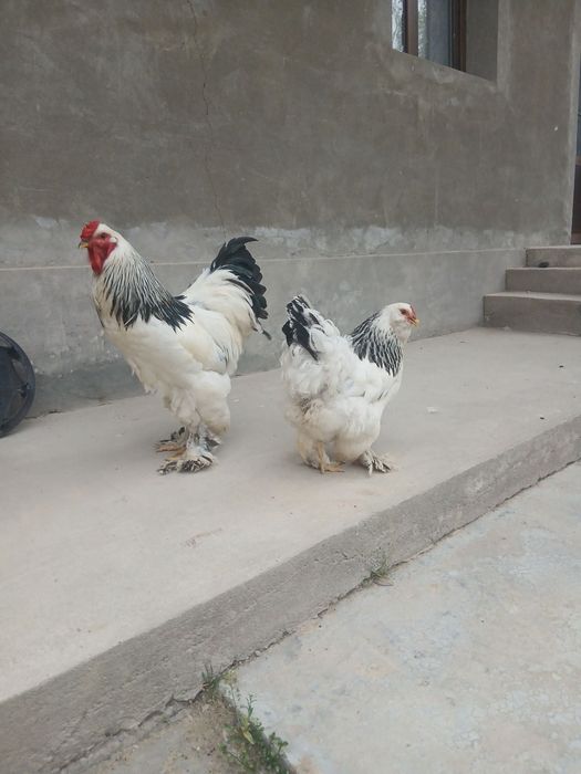 Brama tovuq xoʻroz sotiladi