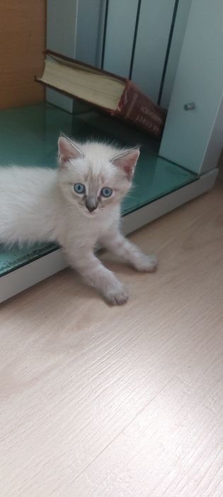 Котенок ищет дом ,2месяца 10дней