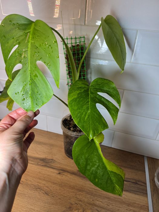 Монстера Грин он Грин Monstera 'Green on Green'