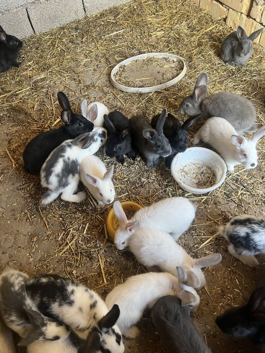 Quyon bolalari 1 oyli Sotiladi