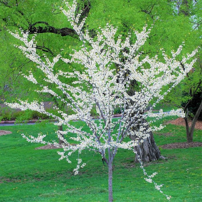 Cercis Shirobana