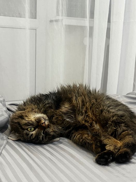 Отдам в хорошие руки