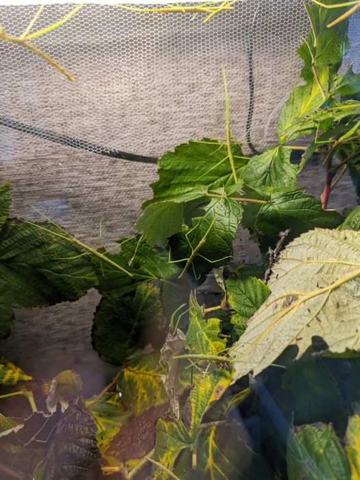 Палочник аннамский