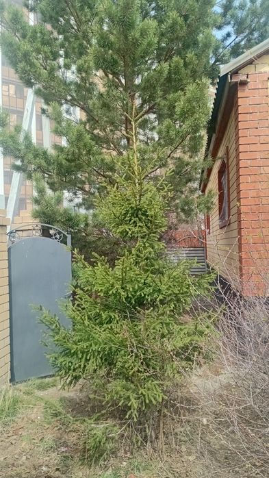 Продам елку в отличном состояние