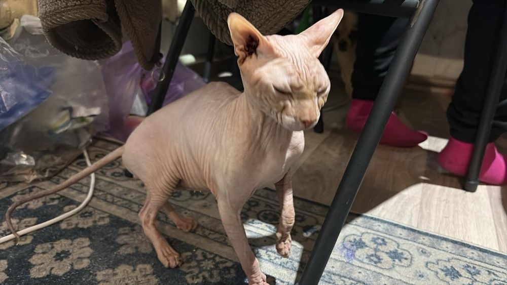 Отдам в хорошие руки