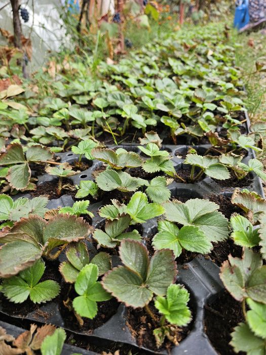 Vând stoloni căpșuni alveolă/turba