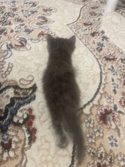 Отдам Кошку, котёнка . девочка