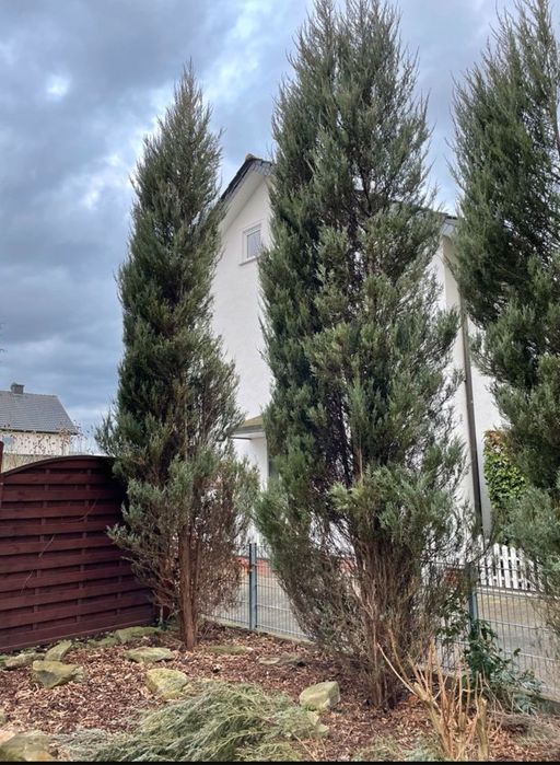 Grădinărit Tuns iarba gazon garduri vii