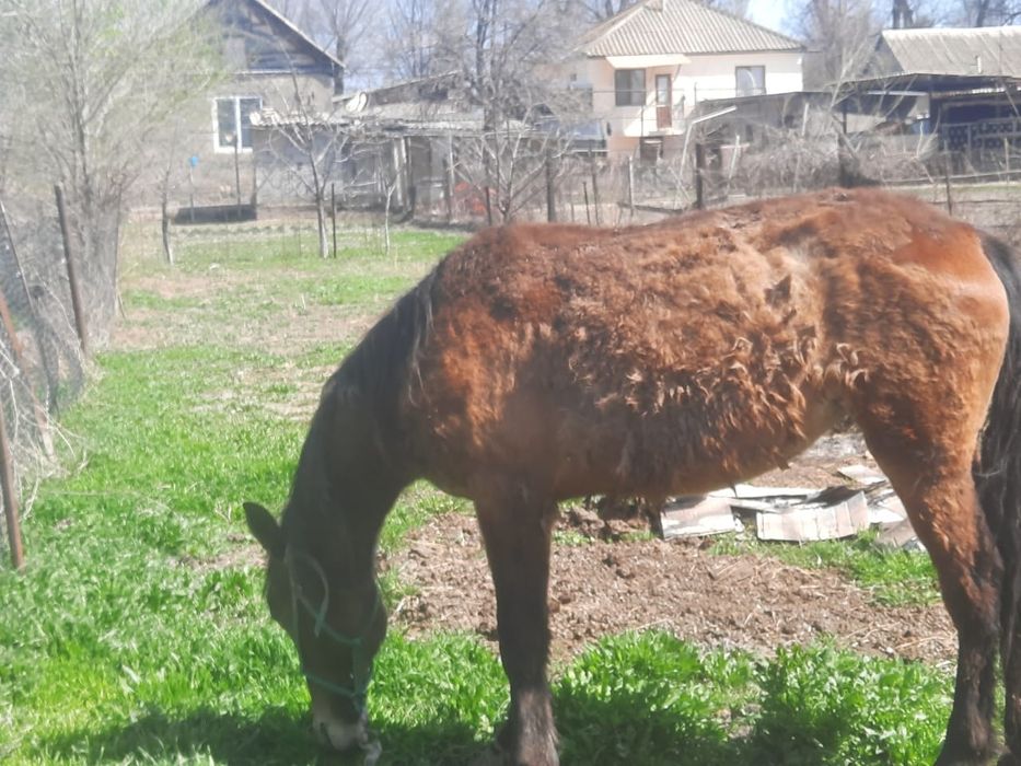Донежын  Байтал сатылады