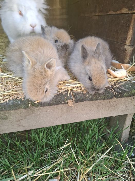 Iepurași cap de leu