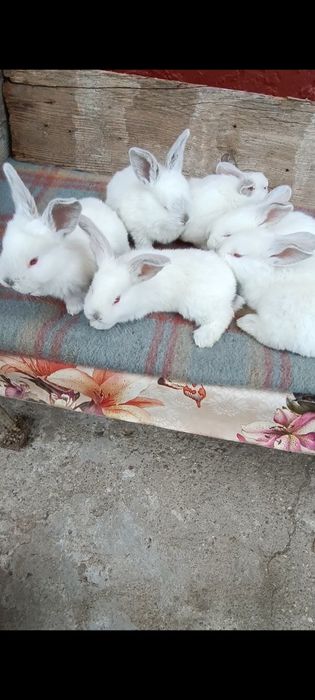 Iepuri pui Uriaș de Transilvania și gri german