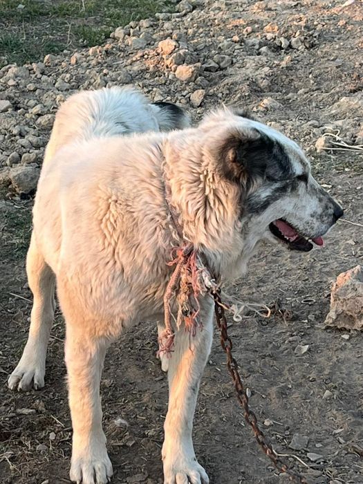 Алабай сатылады урғашы