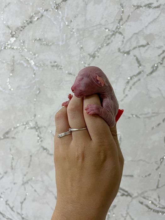 Котята сфинкса мальчики