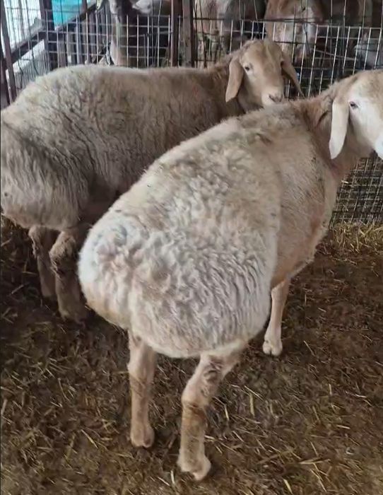 Zotdor Arashan Qo'chqor sotiladi.