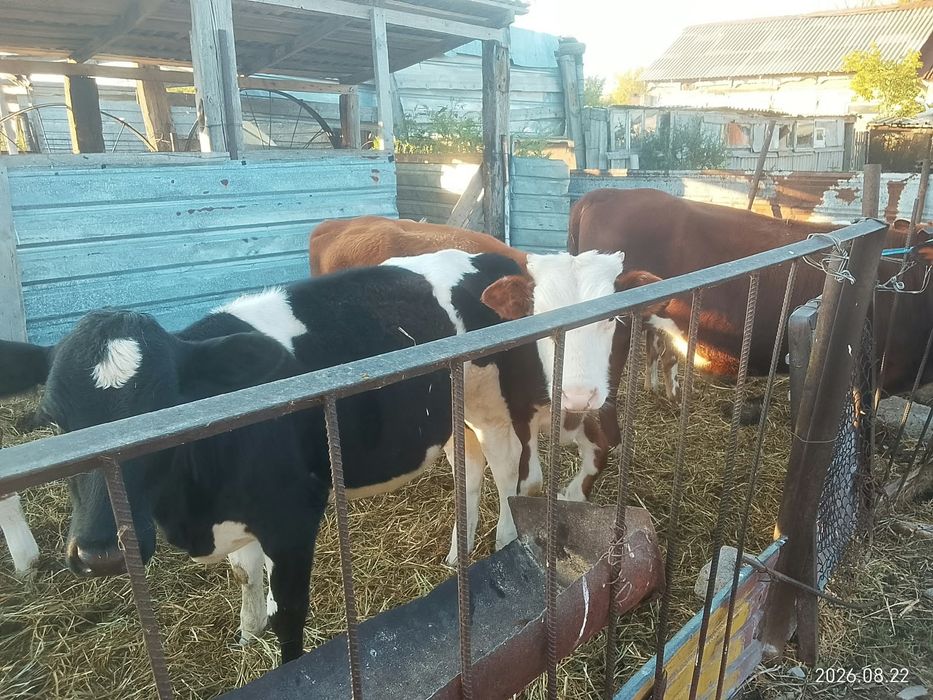 Продам телят  оптом