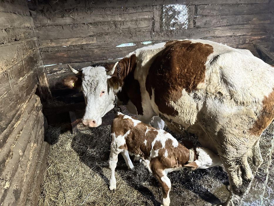 Se ofera spre vanzare 1 vaca la alegere din 3