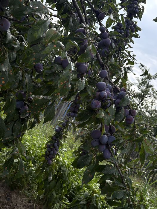 Prune de vanzare soi anaspet