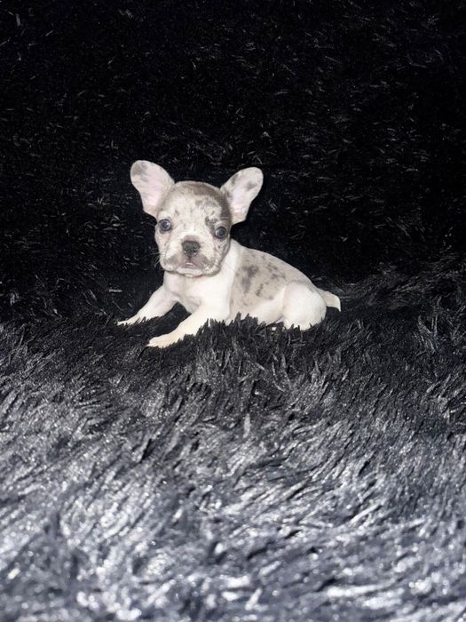 Bulldog Francez fetita