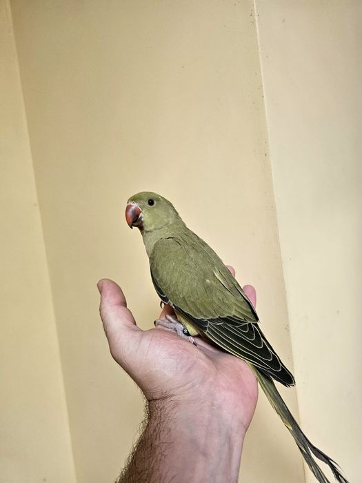 Puișori Micul Alexander ( Psittacula krameri )