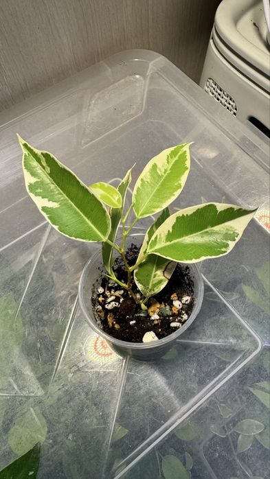 Фикус Коконат  Крем, Мунлайт, БлекДаймонд