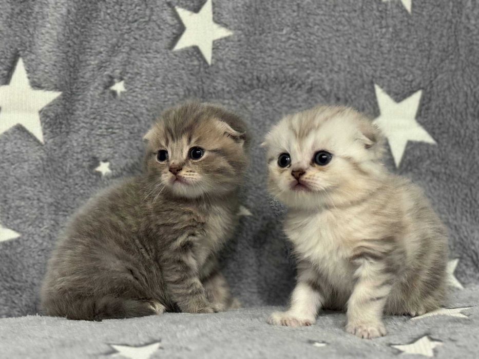 плюшевые вислоушки