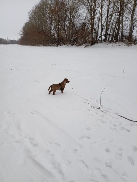 Продам щенка  лабрадора