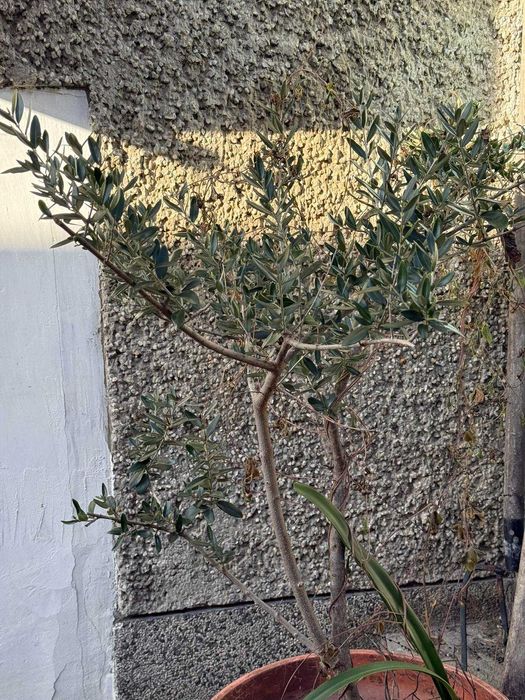 Маслиново дръвче