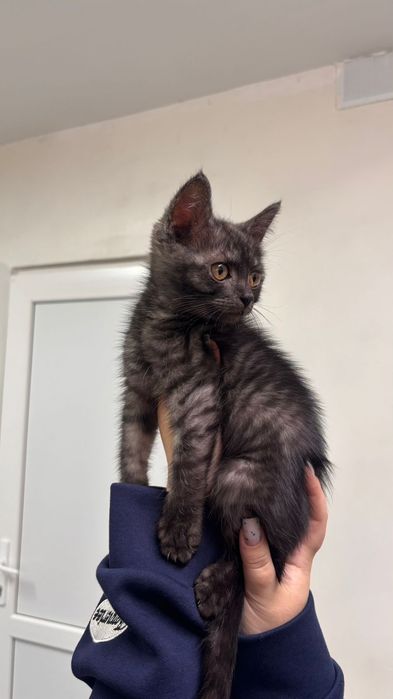 Котенок мальчик 2мес