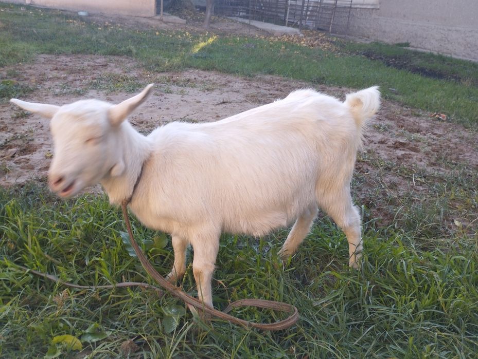 Zaanen echkilari sut beradigan