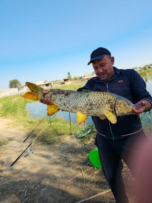 Рыбалка, сазан, топчан, очаг, мангал.
