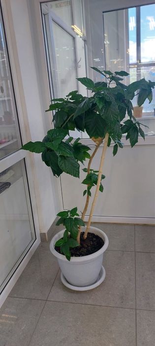 Продам китайскую розу