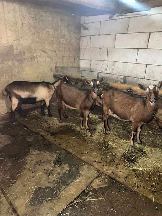 Vând capre alpin francez