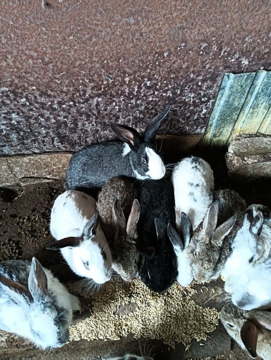 Продаются кролики 4,5м по 5500т