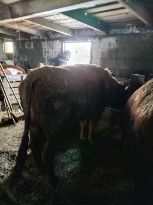 Продам бычки на откорме