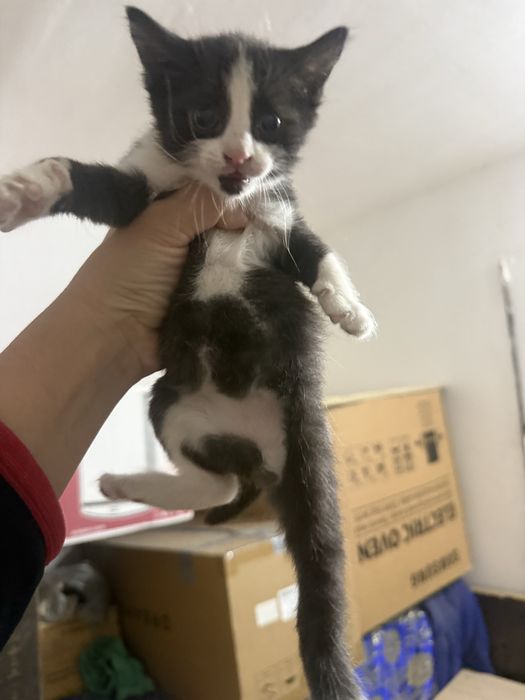 Котяиа в добрые руки