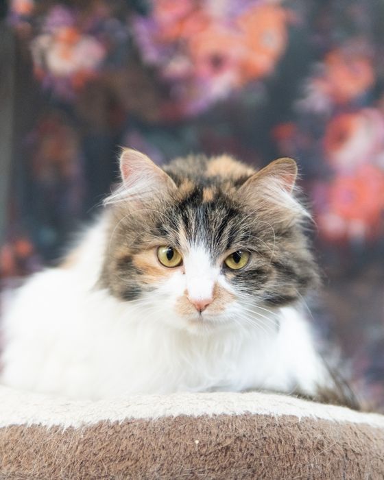 Прекрасната Писана търси дом, кастрирана