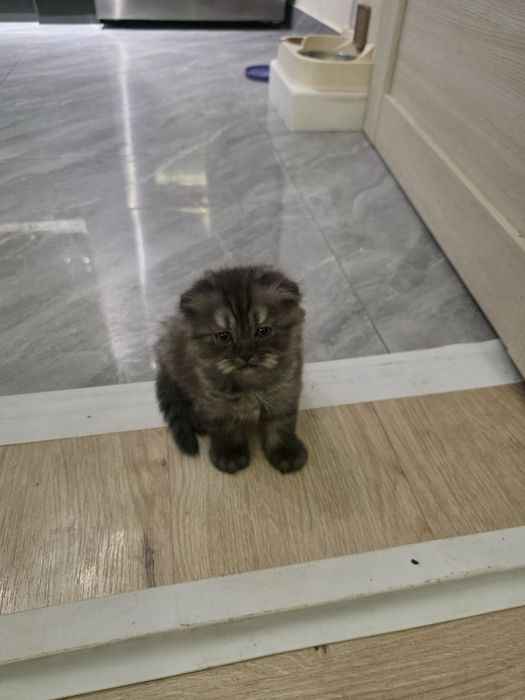 Продаются котенки