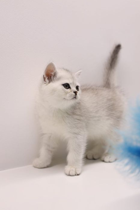 Шиншиллы британские. серебряные.