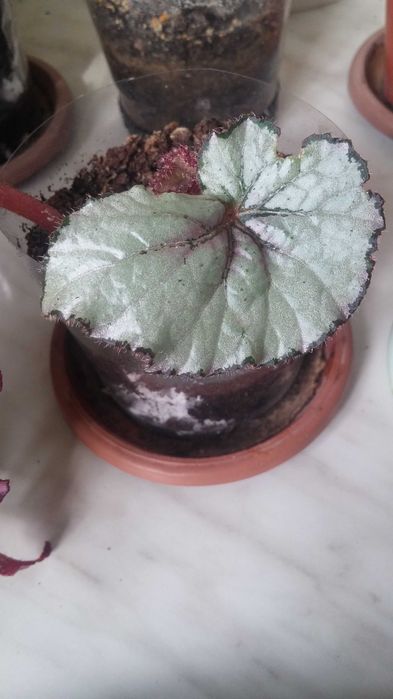 Бегония комнатная разная