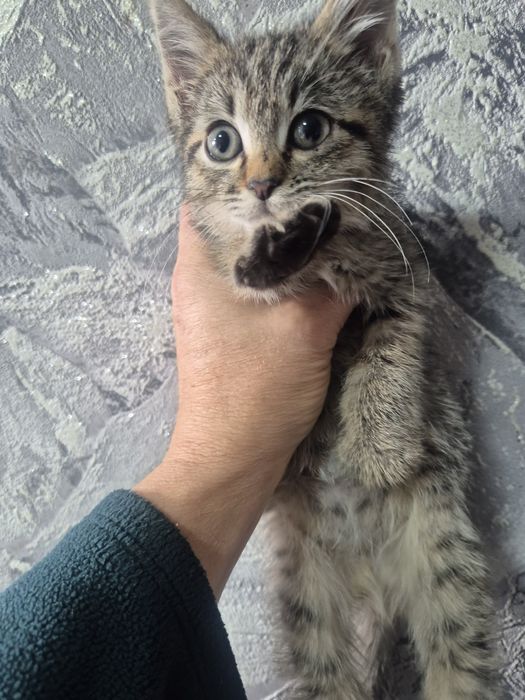 Котенок девочка очень ласковая  крысыловка будет